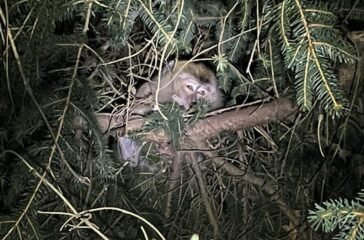 21xp-monkeys-02-jumbo