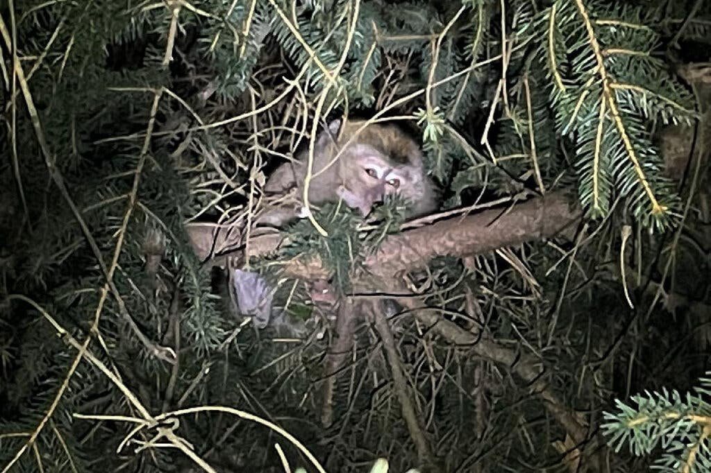 21xp-monkeys-02-jumbo