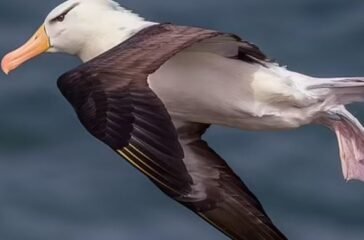 albatros.JPG