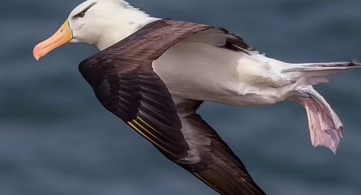 albatros.JPG albatros.JPG