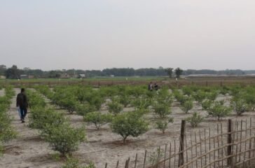 koshibaluwa