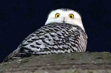 Snowy Owl Washington Monuments