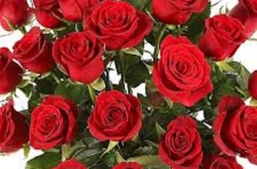 Red-Rose