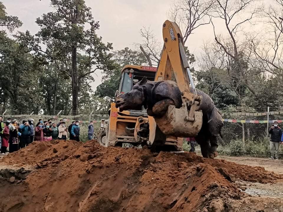 death-rhino.jpg