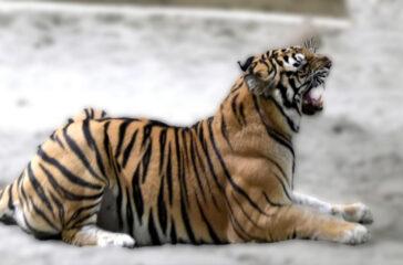 tiger