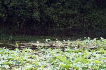 kamal pokhari pokara