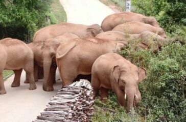 China Wandering Elephants