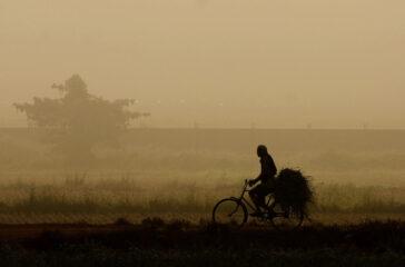 A man carrying paddy cycling his way home on a foggy morning