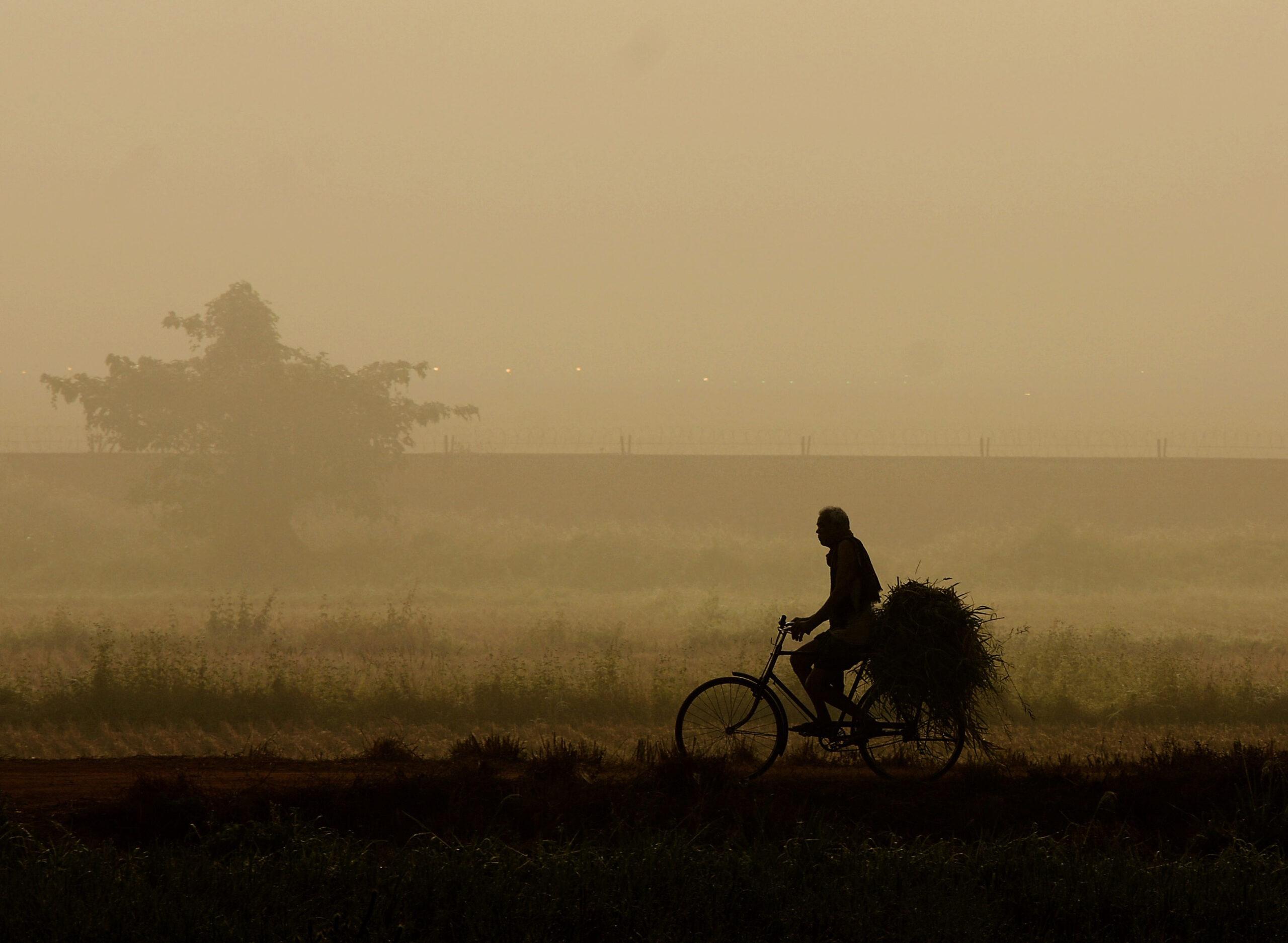 A man carrying paddy cycling his way home on a foggy morning