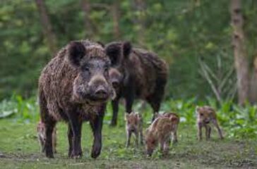 WILD BOAR