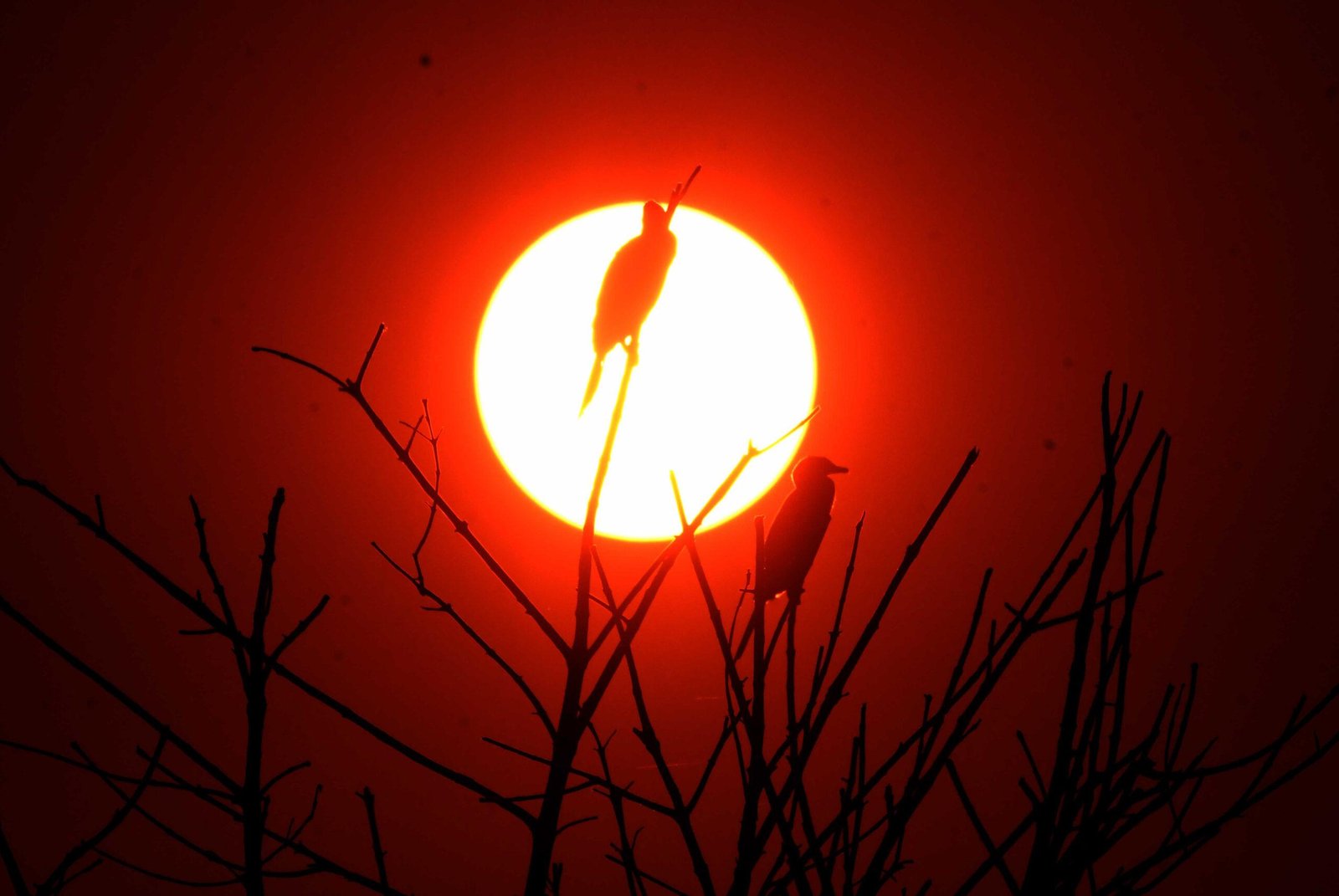 Birds sit on the branches of the tree during the last sunset on the year 2022
