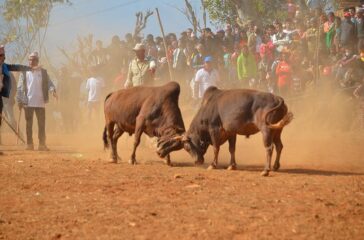 BULL FIGHT