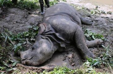 Rhino-dead