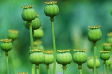 opium_poppys