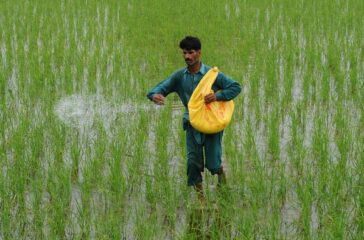 PAKISTAN-AGRICULTURE-RICE
