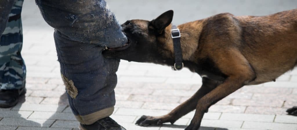 dog-bite-1 dog-bite-1