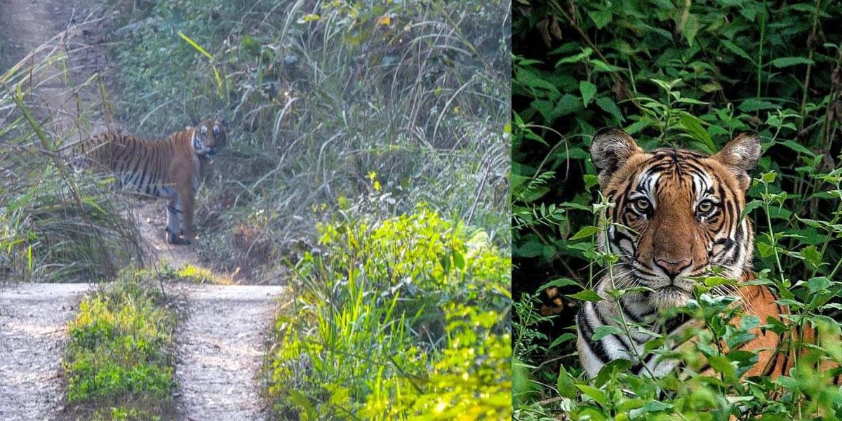 Tiger Tiger