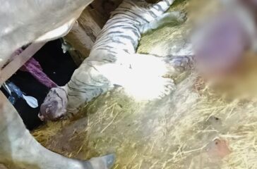 buffalo killed the tiger