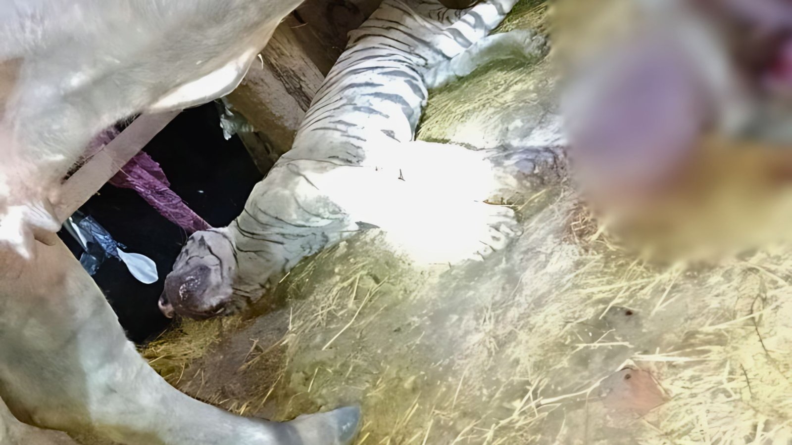 buffalo killed the tiger