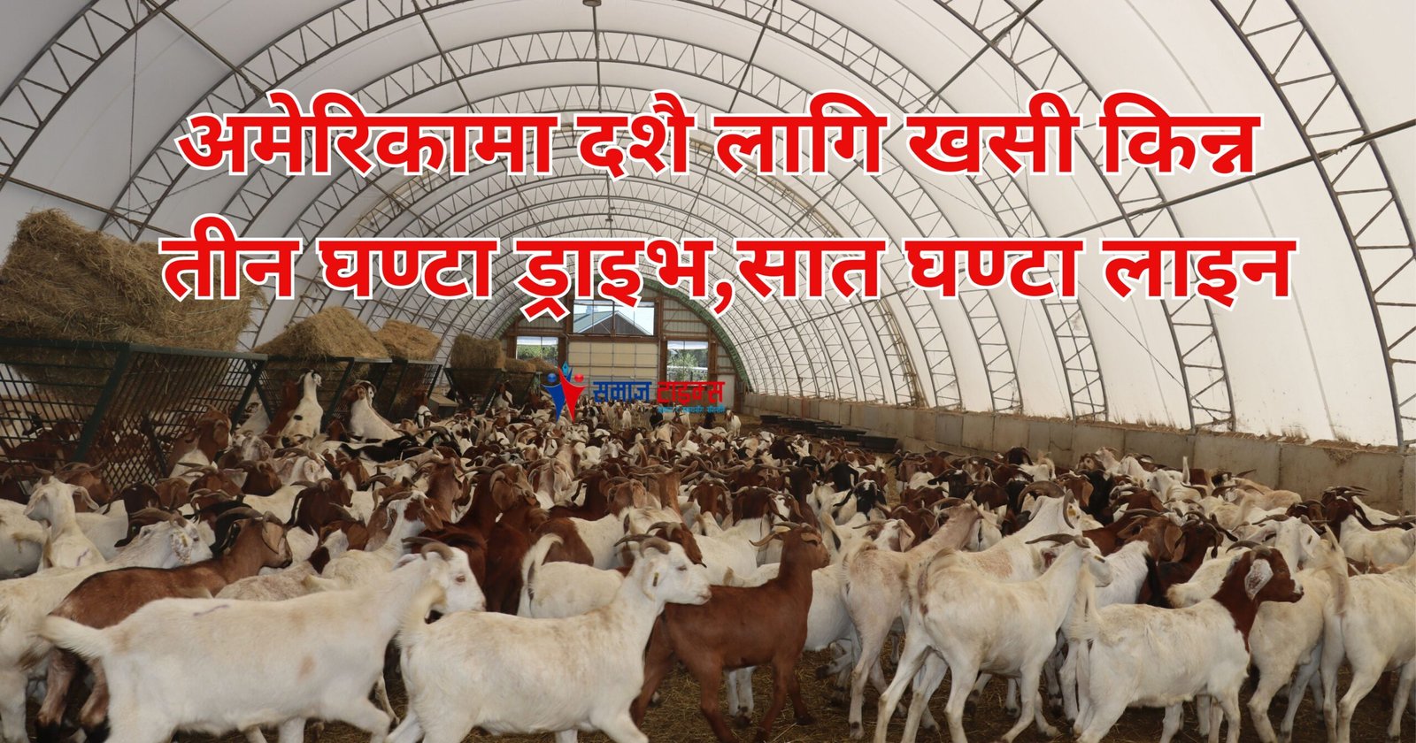 dasai dasai