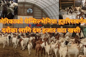 khashi up