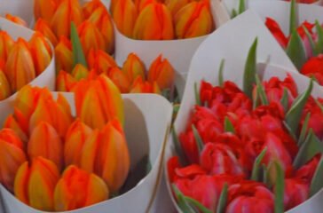 fresh flowers