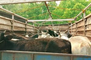 Illegal cattle smuggling in Makawanpur