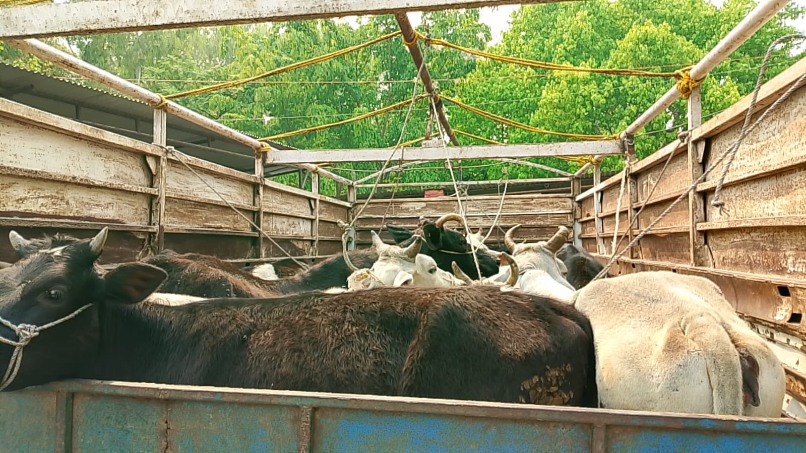 Illegal cattle smuggling in Makawanpur Illegal cattle smuggling in Makawanpur