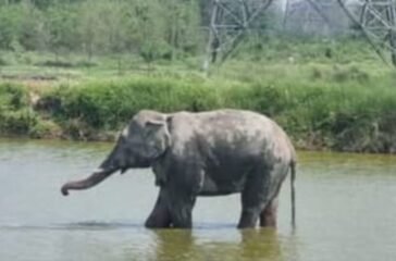 Complaints about the elephant named 'Megaz' causing trouble