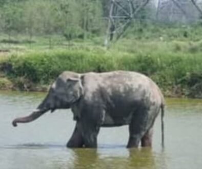 Complaints about the elephant named 'Megaz' causing trouble