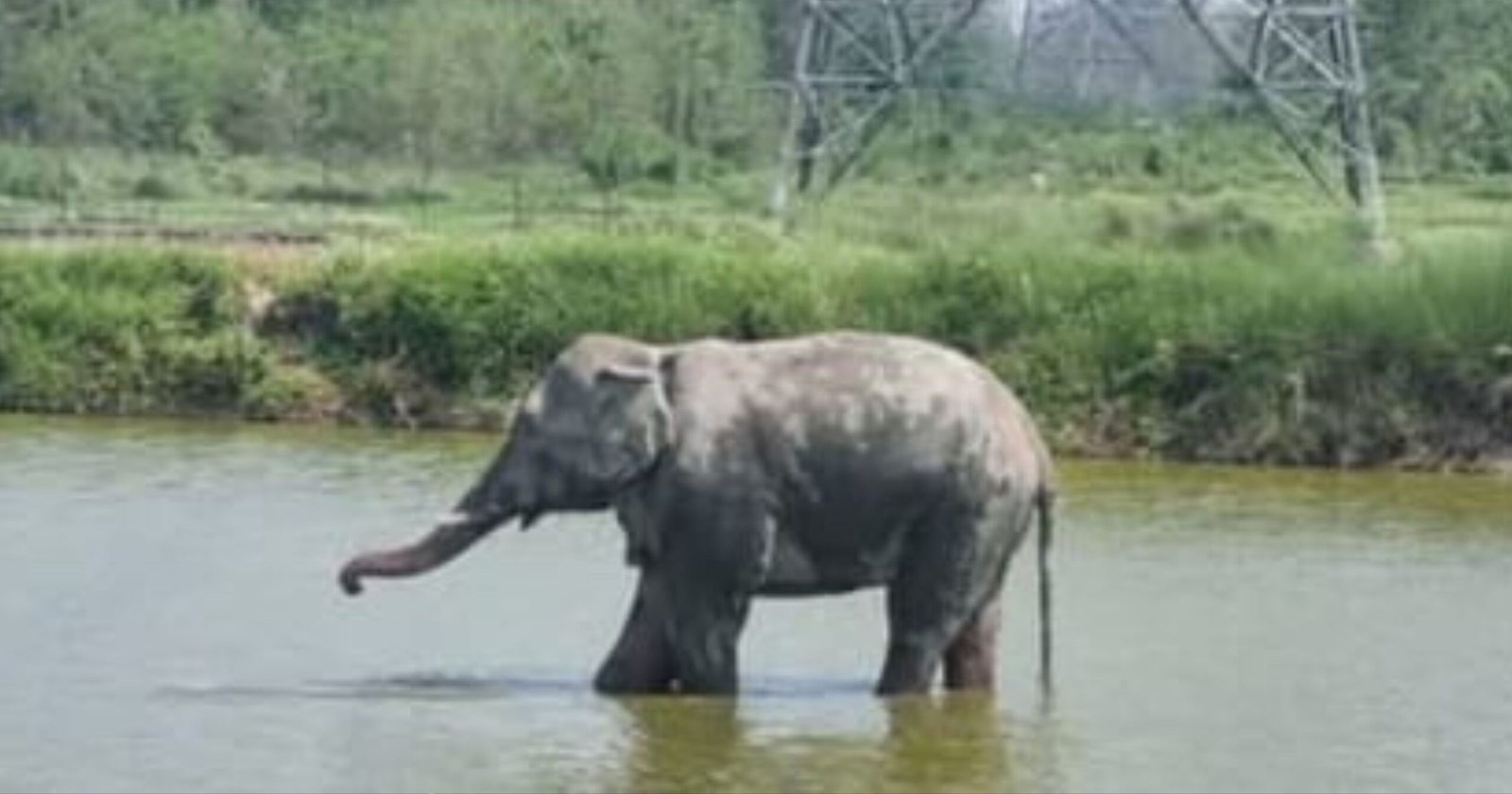 Complaints about the elephant named 'Megaz' causing trouble