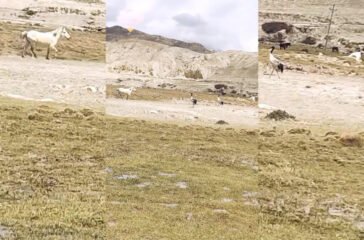 Rare black-necked crane found in Mustang