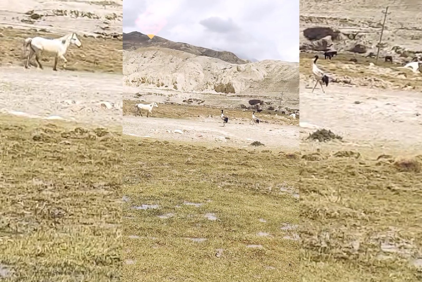 Rare black-necked crane found in Mustang