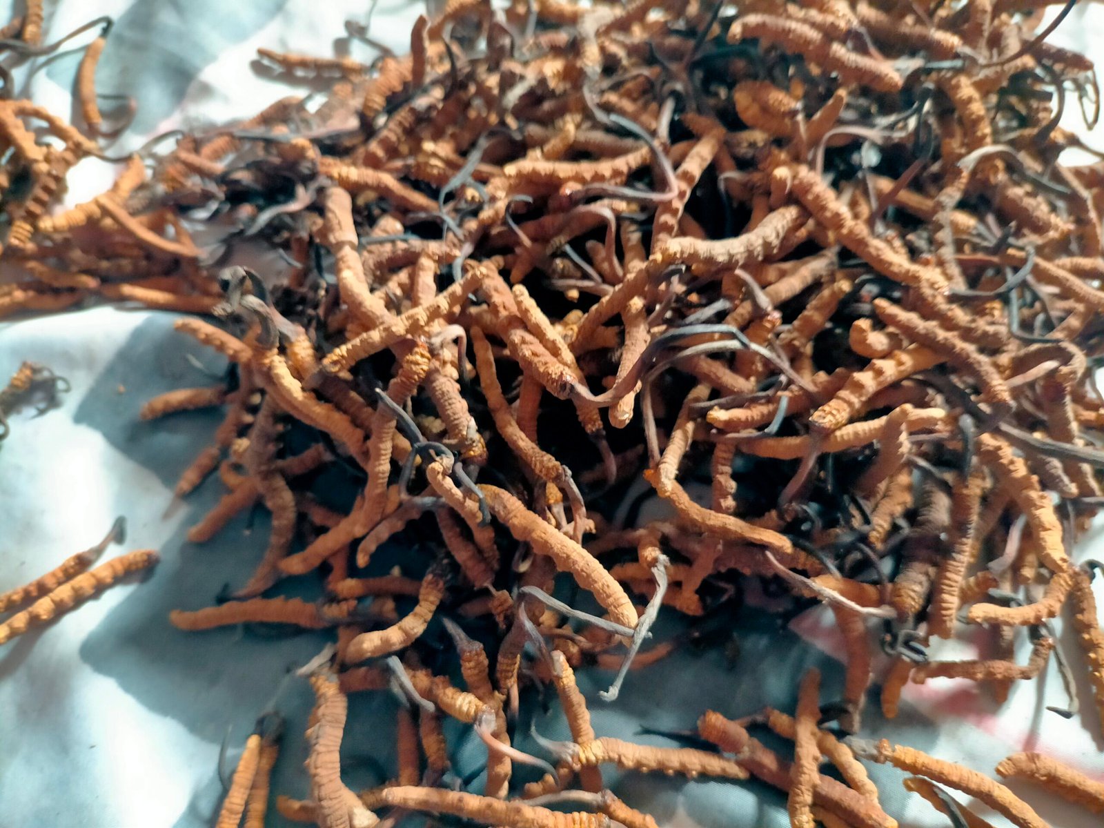 Yarsagumba Yarsagumba