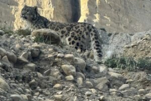 snow leopard 1