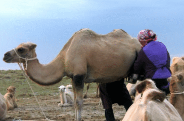 Camel milk in China
