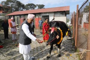 President Poudel performs cow worship
