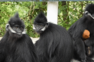 Rare monkey found in China
