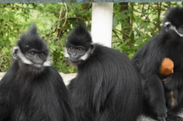 Rare monkey found in China