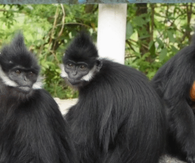 Rare monkey found in China