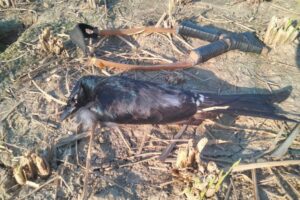 WhatsApp Image 2026-01-10 at 07.57.57