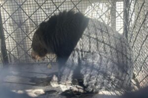 Himalayan black bear cub rescued alive in Mustang