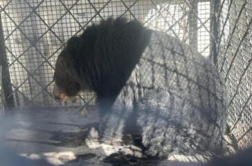 Himalayan black bear cub rescued alive in Mustang