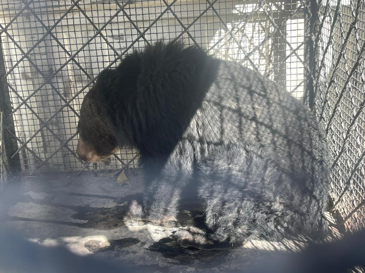 Himalayan black bear cub rescued alive in Mustang