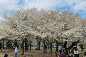 cherry blossom 2