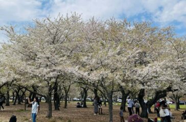 cherry blossom 2