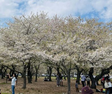cherry blossom 2