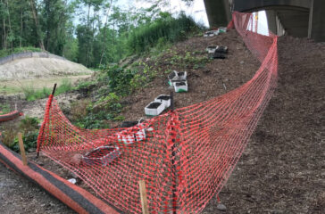 digger bees