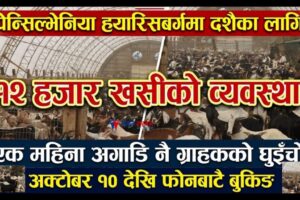 दशैका लागि खसी