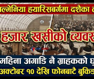 दशैका लागि खसी
